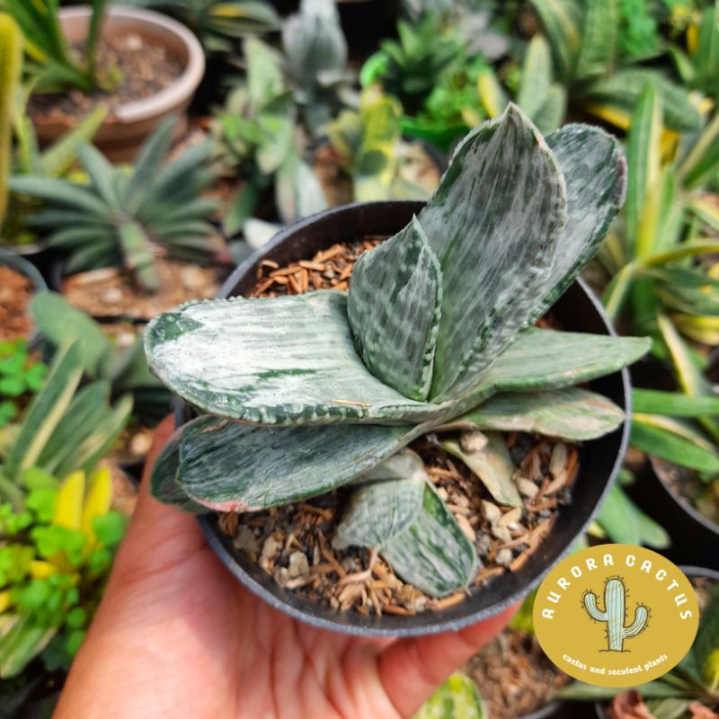 KAKTUS SKULEN gasteria sakura fuji