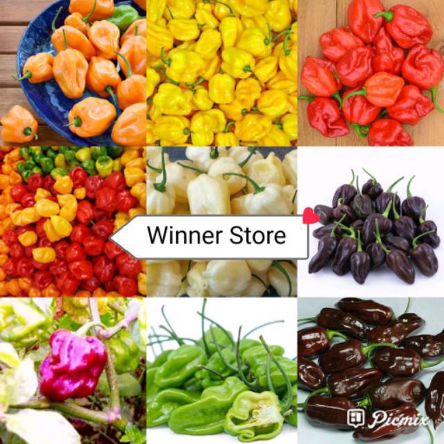 4 biji benih cengek lombok cabe cabai chili pepper capsicum chinense