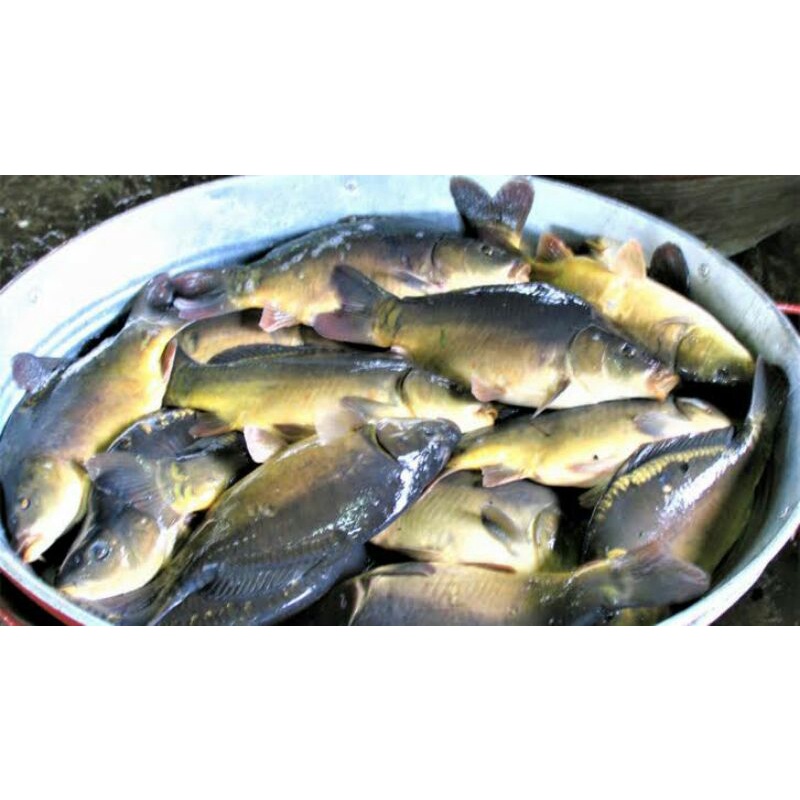 

ikan mas