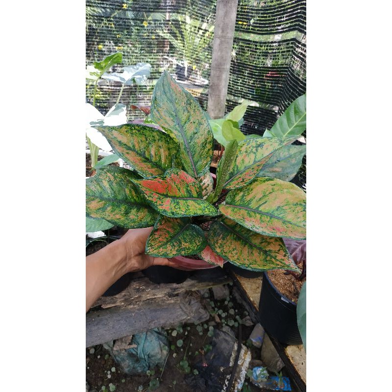 aglonema heng heng rimbun