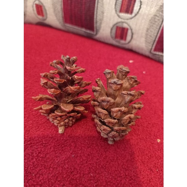 Mainan gigit gigitan / snack hamster pinecone / pine cone / pinus