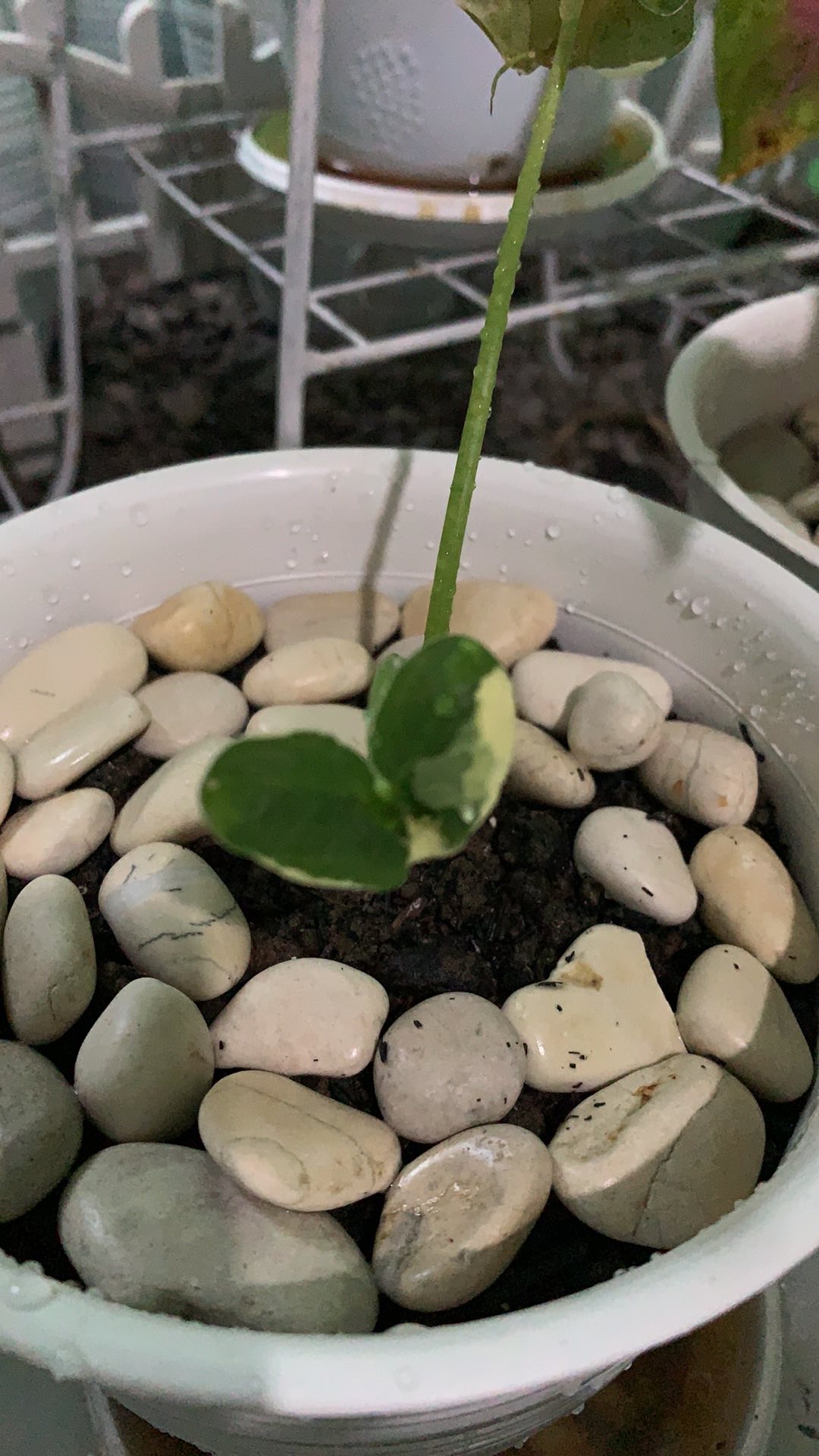 Tanaman Hias Keladi Kantong Semar