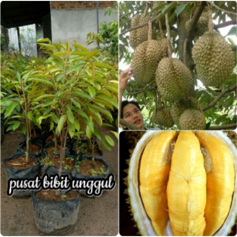 Bibit durian musang king super unggul