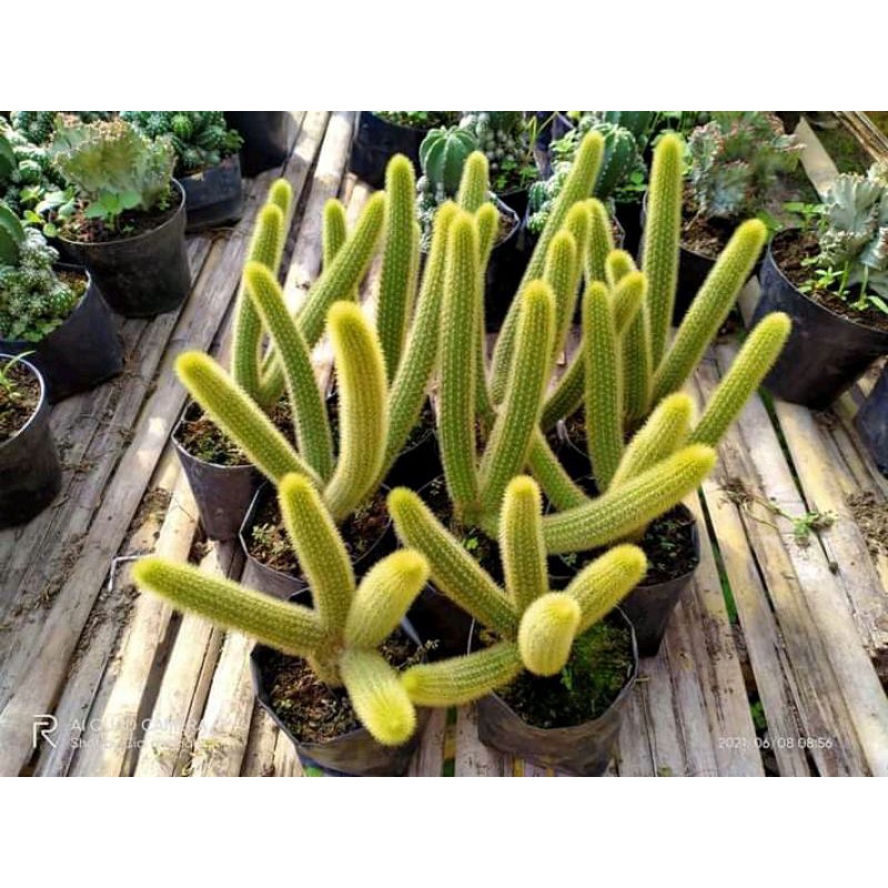 Kaktus Ekor Tupai Merah Kuning Kaktus Hidup Kaktus Sukulen Kaktus Hidup Tanaman Hias Kaktus Sukulen 