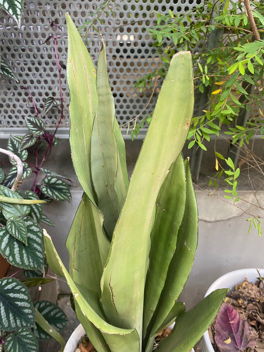 New Produck!! Tanaman Hias Sansivera Moons Shine - Manolin Silver