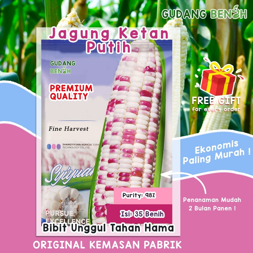 [PANEN MELIMPAH!] Benih Jagung Pulut Ketan / Bibit Jagung Ketan Manis Isi 35 / Benih Tahan Hama