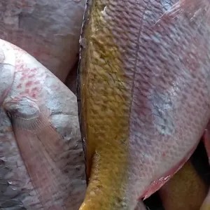 

ikan ekor kuning 1kg