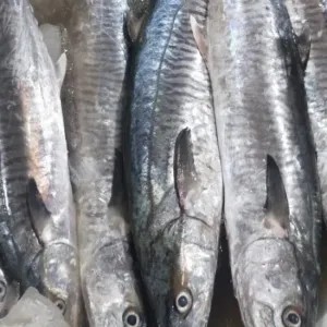

ikan tengiri 1kg