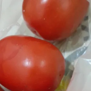 

Tomat merah sedang 1kg
