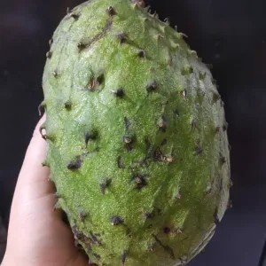 

buah sirsak utuh ( berat kurang dr 1kg ) 1kg
