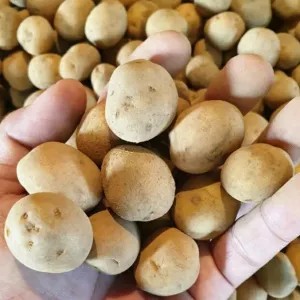 

kentang baby ( unk rendang ) 1kg