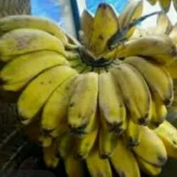 

pisang kepok kecil 1per pack