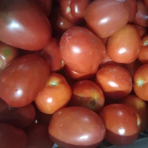 

tomat merah segar 1kg 1000g