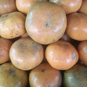 Jeruk Medan Super 30 1kg