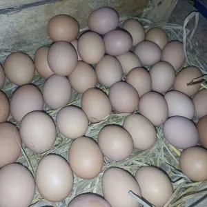 Telur Ayam 1 Kg