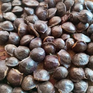 jengkol muda / jengkol lalap 250g