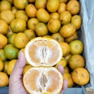 Jeruk Siem Bali 1kg