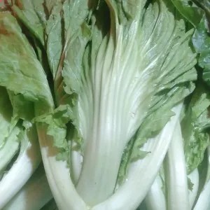 jabung /sawi pahit 500g