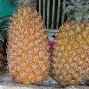 nanas madu kediri big