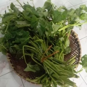 kangkung air