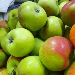 Apel Malang/ Green Apel Malang