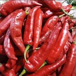cabe tanjung merah