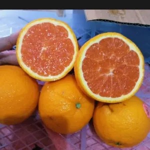 Jeruk Sunkist Cara-Cara 1kg