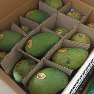 Mangga Alpukat Klonal BANGIL 1kg