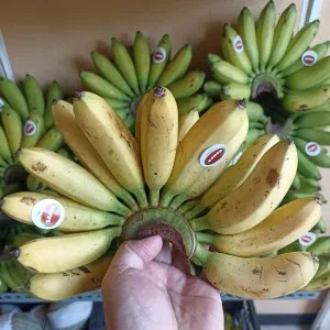 Pisang Mas SAMS 1cengkeh 1per pack