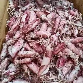 cumi sotong asin