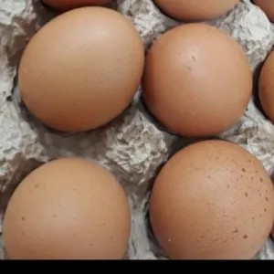 Telur Ayam Horn 1/4kg (250gr) 250g
