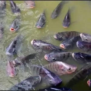 ikan nila  segar 1 kg
