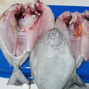 BAWAL FRESH BELAH BAKAR