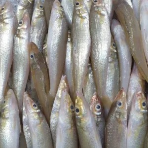 IKAN KACA PIRING TULANG RENYAH