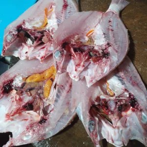 KAKAP MERAH BELAH BAKAR 1 KG