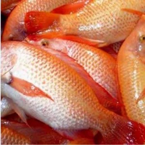 NILA MERAH HIDUP SETENGAH KILO ISI 2 EKOR