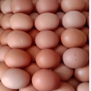 TELOR AYAM NEGERI 10 BUTIR