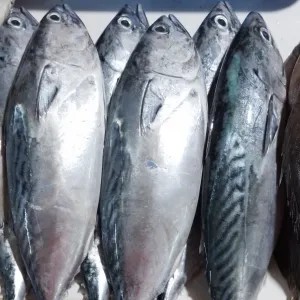 TONGKOL BATIK FRESH NON PORMALIN