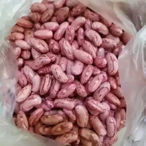 kacang merah segar