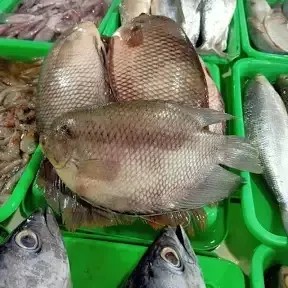 ikan gurame segar