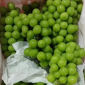 anggur hijau 1kg