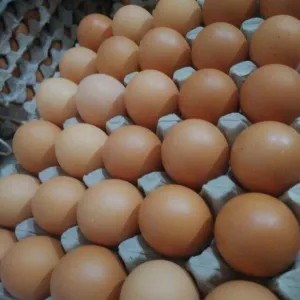 Telor ayam negeri omega 1kg