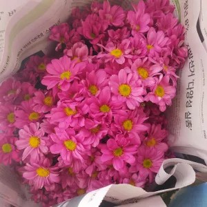 bunga baby aster ungu