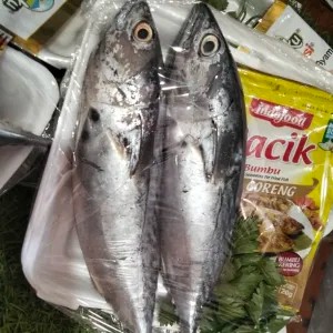 Ikan Tongkol isi 2