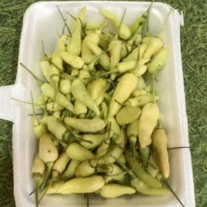 cabe rawit putih