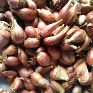 Bawang Merah Sumenep