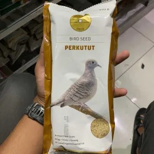 goldcoin perkutut besar