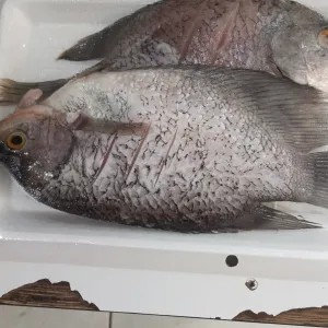 2 ekor ikan gurami segar