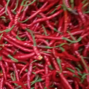 CABE MERAH KERITING 1kg
