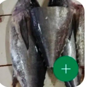 Ikan Tongkol besar 500g